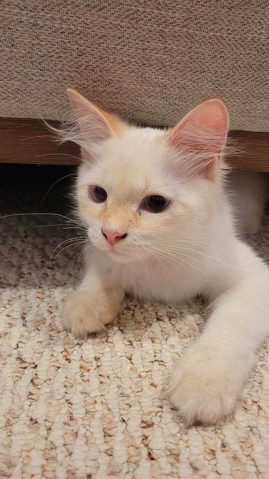 Simba