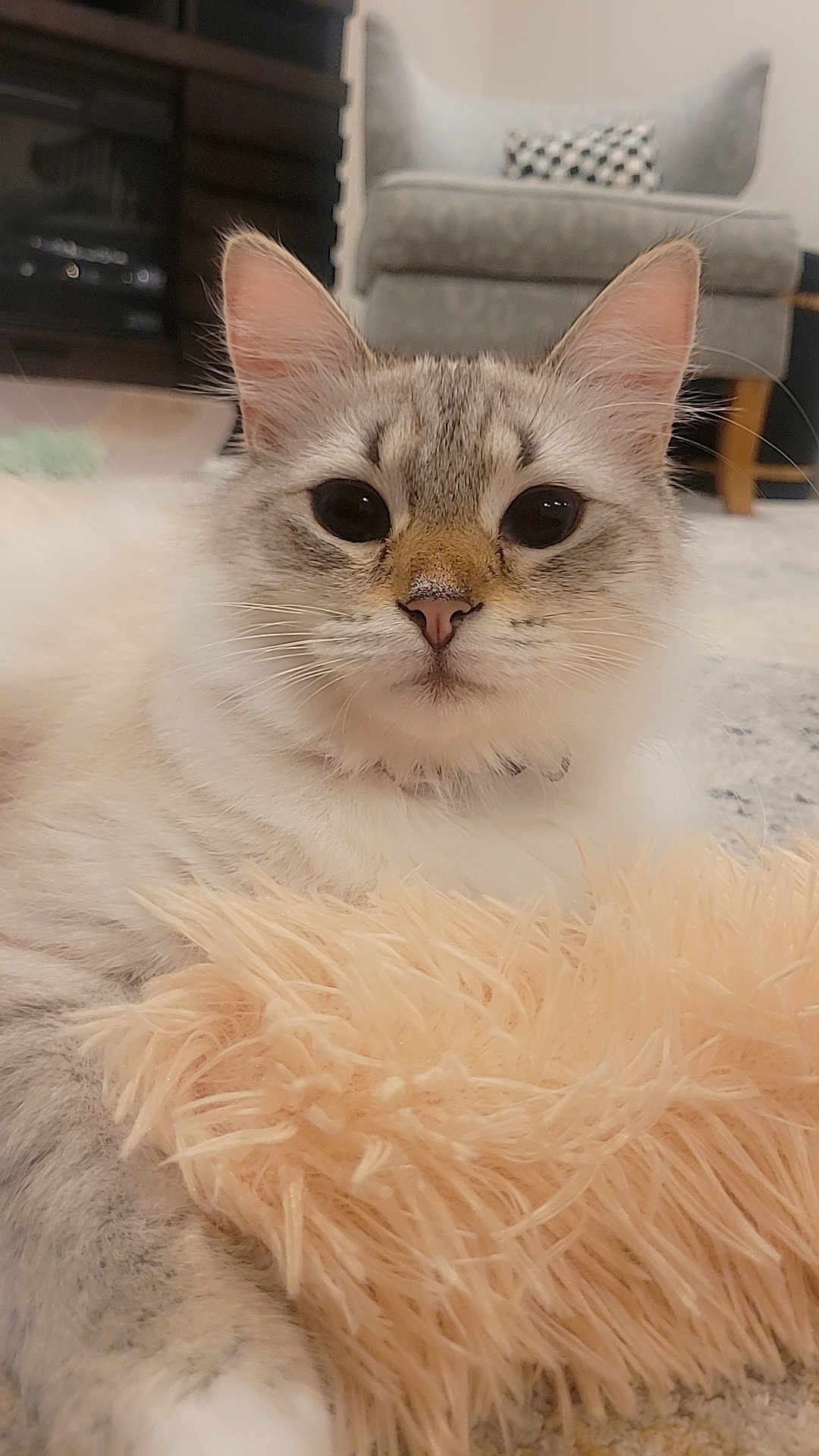 Mishka joined the competition — help win amazing prizes! animal, carpet, cat, chair, closeup, cozy, cute, domestic, feline, fluffy, furniture, indoor, living_room, pet, portrait, relaxed, resting, rug, soft, whiskers