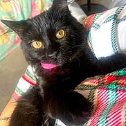 Loli is registered to the contest to win money with this photo: black_cat, kitten, cat, golden_eyes, pink_tongue, tongue_out, furry, long_hair, animal, pet, cute, adorable, wide_eyes, pointed_ears, whiskers, lying_down, blanket, colorful, indoor, portrait