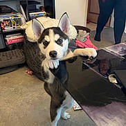 Aïka a rejoint le concours — aidez-le/la à gagner de superbes lots ! husky, puppy, dog, indoor, table, dog_bed, shelf, collectibles, person, floor, paws, black_table, curious, pet, toy, clothing, legs, room, reflection, standing