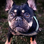 Ruby a rejoint le concours — aidez-le/la à gagner de superbes lots ! dog, french_bulldog, pet, animal, outdoor, grass, close_up, ears, face, eyes, black_fur, brown_fur, canine, muzzle, portrait, cute, curious, leash, focus, standing