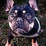 dog, french_bulldog, pet, animal, outdoor, grass, close_up, ears, face, eyes, black_fur, brown_fur, canine, muzzle, portrait, cute, curious, leash, focus, standing