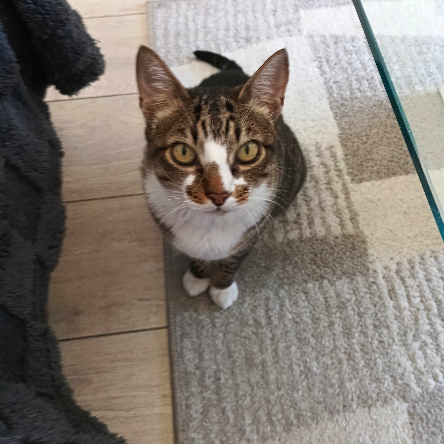 Riscas participe au concours pour gagner de l'argent avec cette photo : animal, cat, curious, domestic_cat, ears_up, feline, floor, glass_table, home, indoor, looking_up, patterned_rug, pet, rug, tabby, tail, whiskers, white_chest, white_paws, wooden_floor