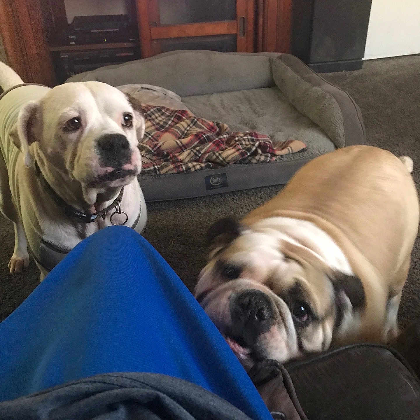 Lana And Bonnie is registered to the contest to win money with this photo: animal, blanket, brown_furniture, bulldog, canine, carpet, companion, curious, cute, dog, dog_bed, domestic, furniture, household, indoor, living_room, pet, playful, tan_dog, white_dog