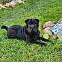 Aya a rejoint le concours — aidez-le/la à gagner de superbes lots ! dog, black_dog, puppy, shar_pei_like, grass, tennis_ball, rocks, garden, yard, outdoor, pet, canine, wrinkles, lying_down, portrait, closeup, lawn, playful, stones, greenery