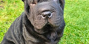 Aya a rejoint le concours — aidez-le/la à gagner de superbes lots ! dog, puppy, shar_pei, black_fur, wrinkled_skin, sitting, grass, backyard, pet, cute, nose, paws, portrait, outdoor, lawn, closeup, fur_texture, whiskers, shoes, background_blur