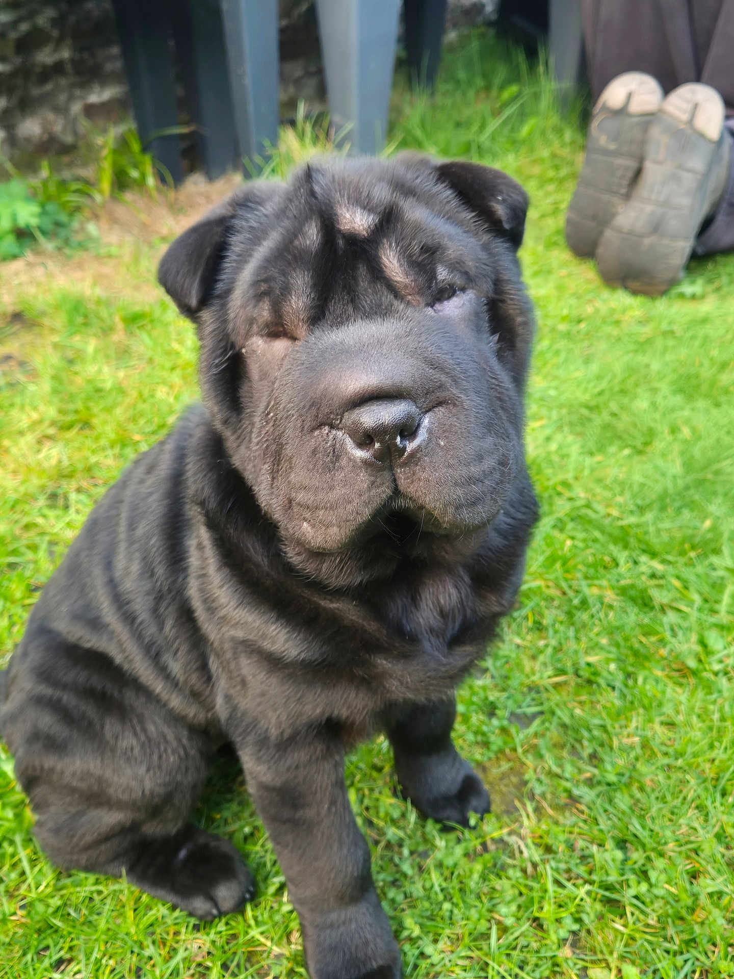 Aya a rejoint le concours — aidez-le/la à gagner de superbes lots ! dog, puppy, shar_pei, black_fur, wrinkled_skin, sitting, grass, backyard, pet, cute, nose, paws, portrait, outdoor, lawn, closeup, fur_texture, whiskers, shoes, background_blur