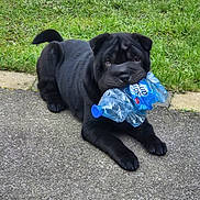 Aya participe au concours pour gagner de l'argent avec cette photo : dog, black_dog, puppy, chewing, plastic_bottle, water_bottle, lying_down, grass, pavement, outdoor, pet, muzzle, wrinkled_skin, portrait, cute, playful, front_paws, fetch, ground, summer