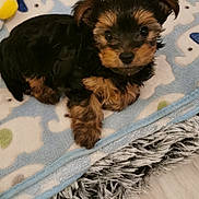 Mastoc participe au concours pour gagner de l'argent avec cette photo : bedding, black_and_tan, blanket, blue_blanket, cozy, cute, dog, eyes, fur, indoor, looking_at_camera, nose, paw, pet_bed, plush_toy, puppy, small_dog, stuffed_toy, wood_floor, yorkshire_terrier
