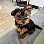 brown_and_black_fur, close_up, cute, dog, ears, eyes, fur, gray_couch, home_pet, indoor, living_room, nose, pet, portrait, puppy, sitting, small_size, sofa, wooden_floor, yorkshire_terrier