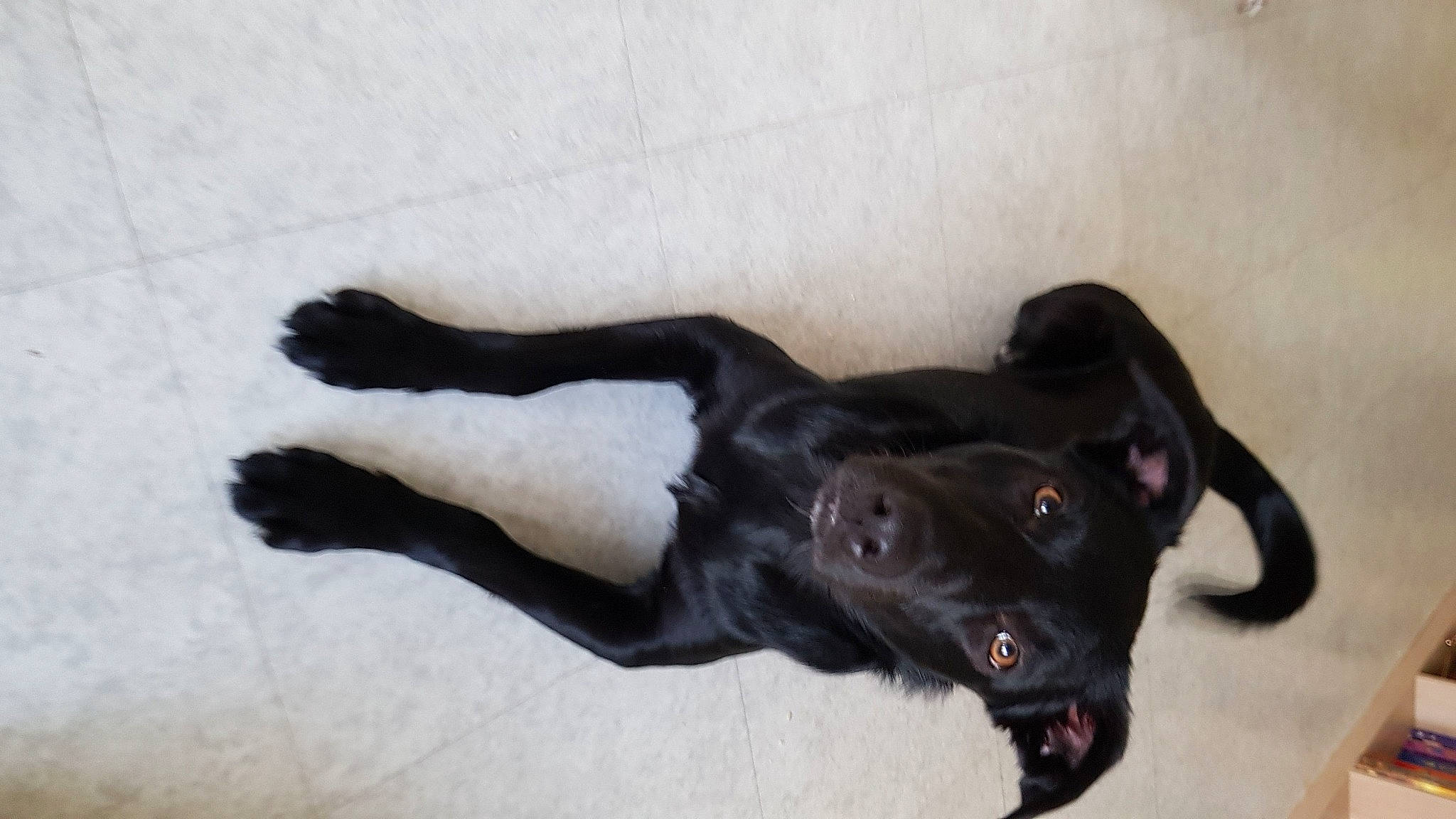 Priska participe au concours pour gagner de l'argent avec cette photo : borador, canidae, carnivore, dog, dog_breed, labrador_retriever, patterdale_terrier, retriever, snout, sporting_group, tail