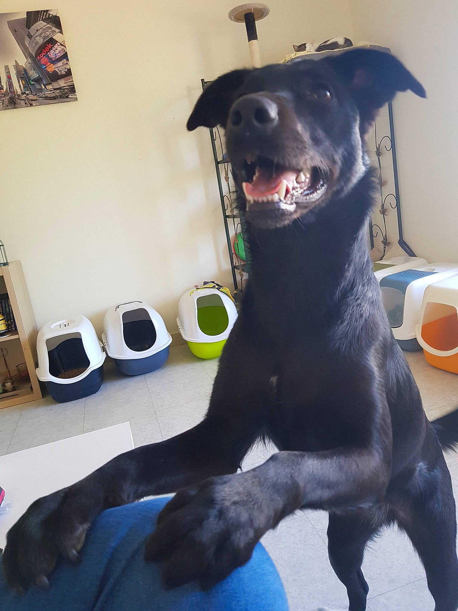 Priska participe au concours pour gagner de l'argent avec cette photo : american_pit_bull_terrier, borador, canidae, carnivore, companion_dog, dog, dog_breed, formosan_mountain_dog, great_dane, jaw, mammal, non_sporting_group, patterdale_terrier, snout, sporting_group, staffordshire_bull_terrier, tail