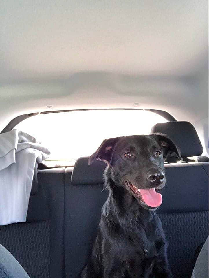 Priska participe au concours pour gagner de l'argent avec cette photo : black, canidae, car, car_seat, carnivore, dog, dog_breed, labrador_retriever, retriever, snout, sporting_group, vehicle, window