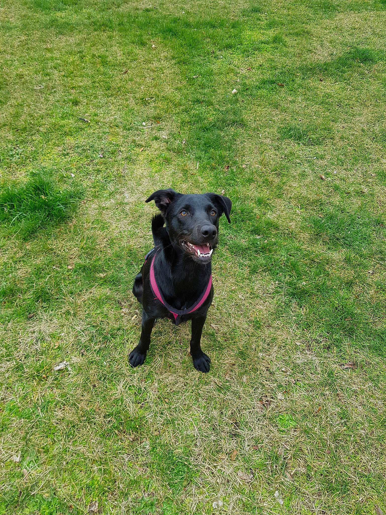 Priska participe au concours pour gagner de l'argent avec cette photo : borador, canidae, carnivore, dog, dog_breed, grass, labrador_retriever, lawn, mammal, patterdale_terrier, plant, rare_breed_dog, sporting_group, tail, terrier, vertebrate