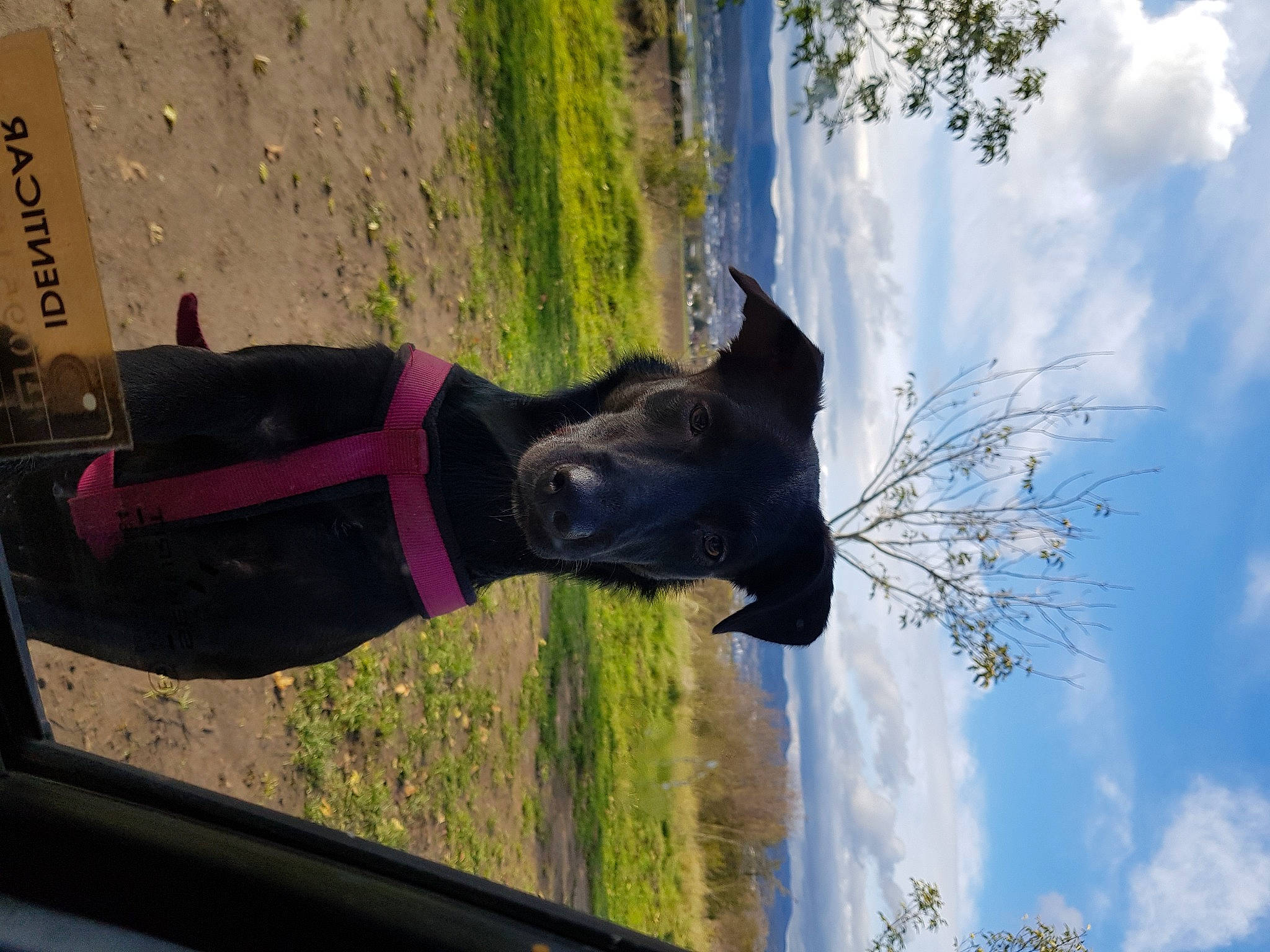 Priska a rejoint le concours — aidez-le/la à gagner de superbes lots ! canidae, fawn, plant, snout, tree, water