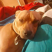 Tuff is registered to the contest to win money with this photo: dog, pet, lying_down, blanket, indoor, brown_dog, collar, sleepy, cozy, bedroom, resting, closeup, animal, canine, furniture, comfort, relaxation, domestic, portrait, warm_lighting