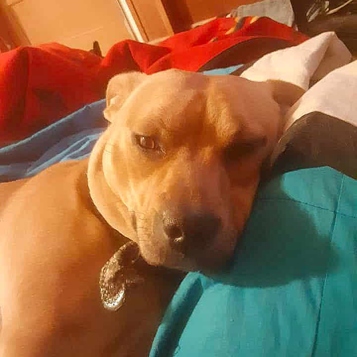 Tuff is registered to the contest to win money with this photo: animal, bedroom, blanket, brown_dog, canine, closeup, collar, comfort, cozy, dog, domestic, furniture, indoor, lying_down, pet, portrait, relaxation, resting, sleepy, warm_lighting