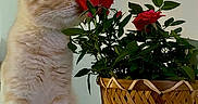 Yuki participe au concours pour gagner de l'argent avec cette photo : cat, kitten, flower, rose, plant, basket, greenery, pet, animal, curious, sniffing, indoor, closeup, cute, feline, nature, decor, young, soft, whiskers