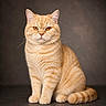 cat, orange_tabby, pet, animal, feline, sitting, portrait, studio, fur, whiskers, tail, ears, eyes, striped, domestic_cat, closeup, indoor, calm, cute, fluffy