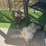 Archi participe au concours pour gagner de l'argent avec cette photo : cat, cats, outdoor, balcony, sunlight, artificial_grass, wooden_deck, chair, hanging_chair, relaxing, fluffy, pet, feline, shadow, resting, domestic_animal, daylight, fur, animal, leisure