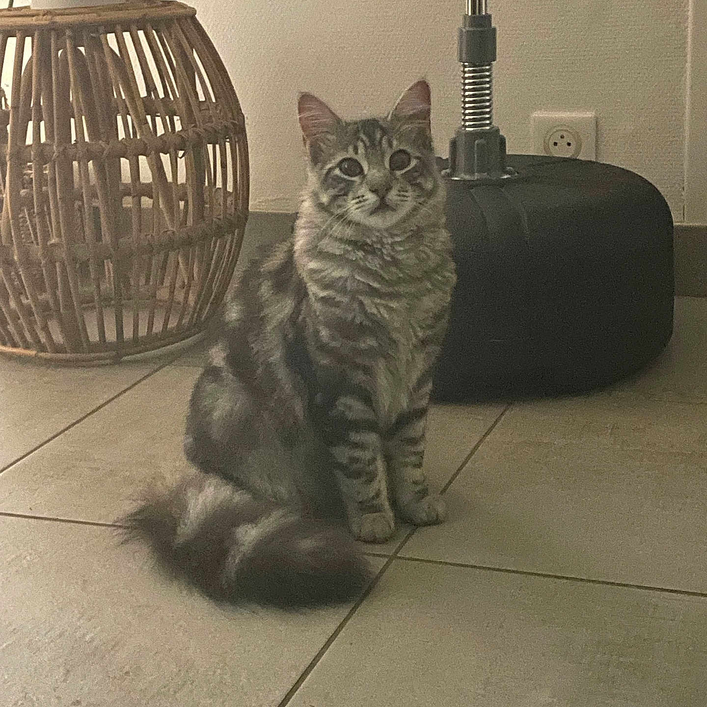 Archi a rejoint le concours — aidez-le/la à gagner de superbes lots ! cat, tabby, fluffy, indoor, floor, tile, wicker_basket, plant_pot, black_base, metal_pole, curious, pet, animal, feline, sitting, gray, striped, home, cozy, quiet