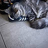 Archi participe au concours pour gagner de l'argent avec cette photo : cat, sneaker, adidas, shoe, floor, tile, sleeping, pet, indoor, cozy, feline, resting, paw, fur, striped_cat, footwear, domestic_animal, animal, blurred_background, casual