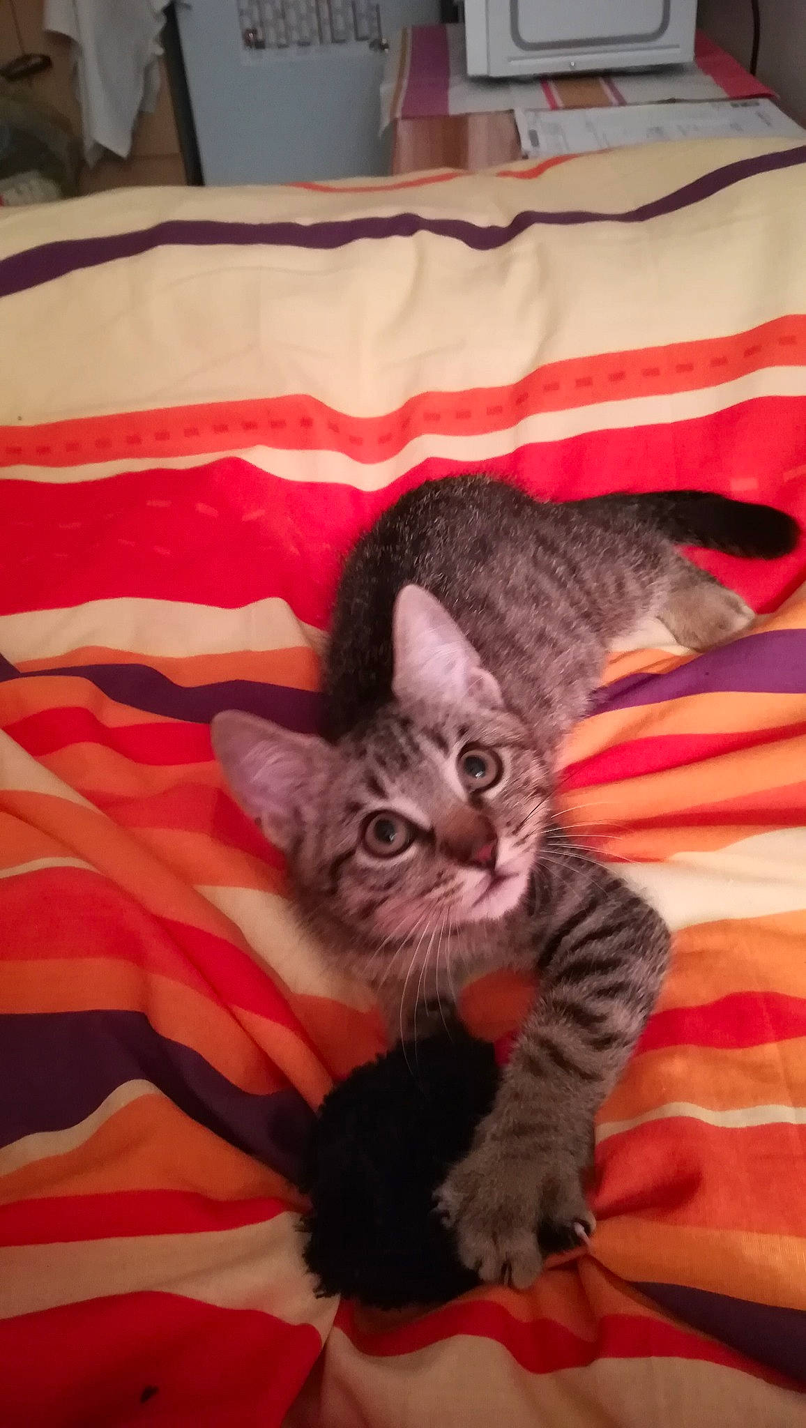 Pikachu a rejoint le concours — aidez-le/la à gagner de superbes lots ! american_shorthair, asian, british_shorthair, california_spangled, carnivore, cat, domestic_short_haired_cat, dragon_li, egyptian_mau, european_shorthair, felidae, kitten, mammal, pixie_bob, small_to_medium_sized_cats, tabby_cat, vertebrate, whiskers