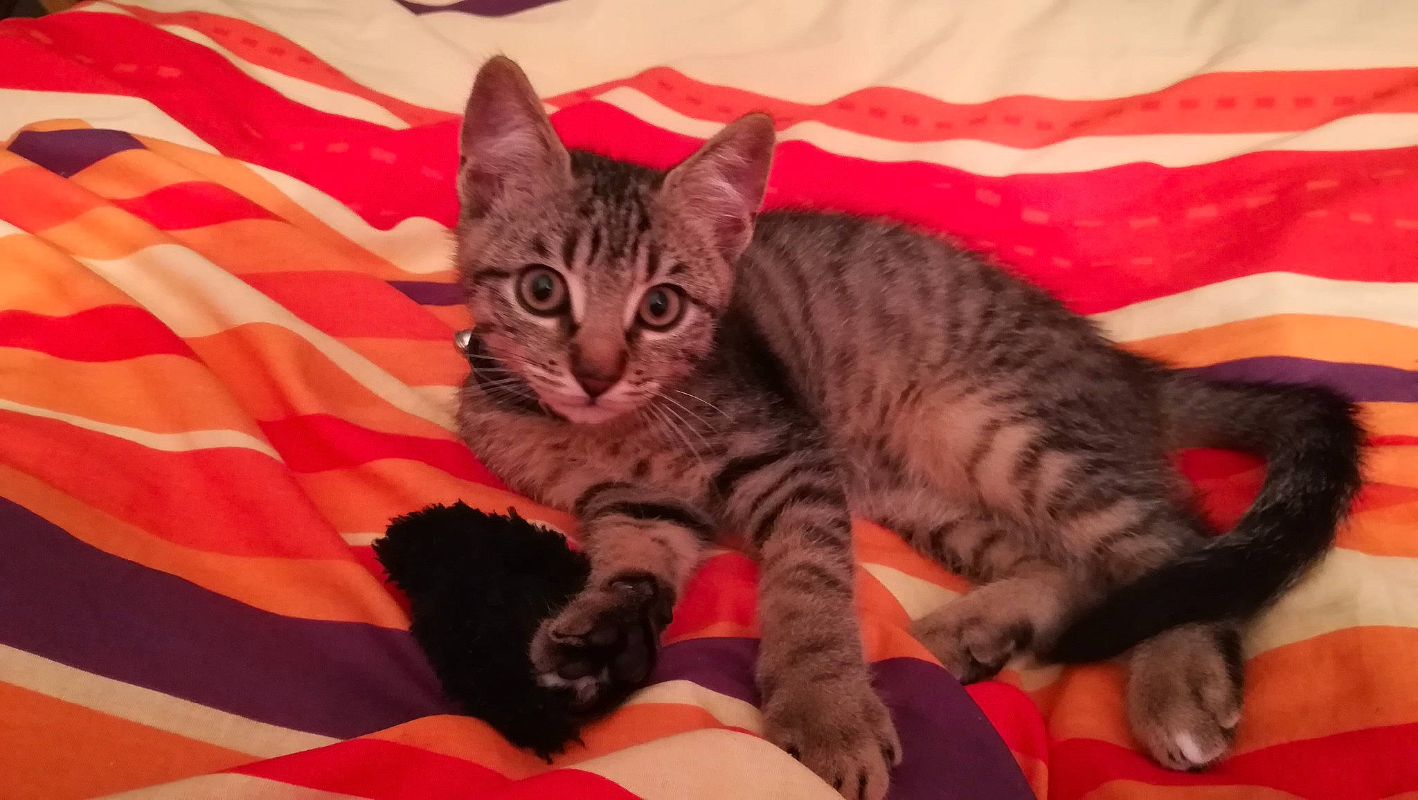 Pikachu a rejoint le concours — aidez-le/la à gagner de superbes lots ! american_shorthair, arabian_mau, asian, australian_mist, california_spangled, carnivore, cat, domestic_short_haired_cat, dragon_li, egyptian_mau, european_shorthair, felidae, kitten, mammal, pixie_bob, small_to_medium_sized_cats, tabby_cat, toyger, vertebrate, whiskers