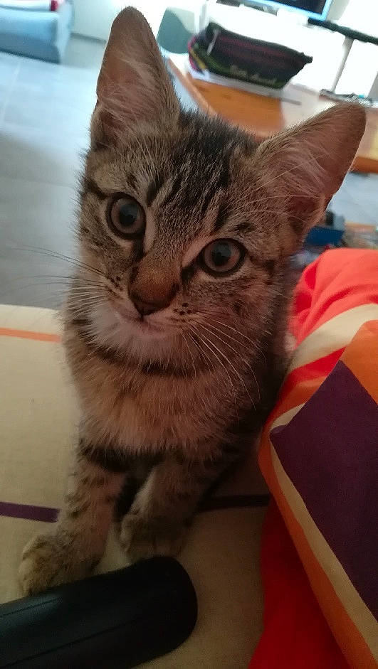 Pikachu a rejoint le concours — aidez-le/la à gagner de superbes lots ! aegean_cat, american_shorthair, american_wirehair, asian, australian_mist, california_spangled, carnivore, cat, domestic_short_haired_cat, dragon_li, european_shorthair, felidae, kitten, mammal, pixie_bob, small_to_medium_sized_cats, snout, tabby_cat, vertebrate, whiskers