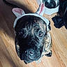 Bruno joined the competition — help win amazing prizes! dog, brindle, pet, bunny_ears, costume, headband, wooden_floor, water_bowls, indoor, cute, looking_up, animal, canine, flooring, domestic_animal, companion, ears, accessory, adorable, portrait
