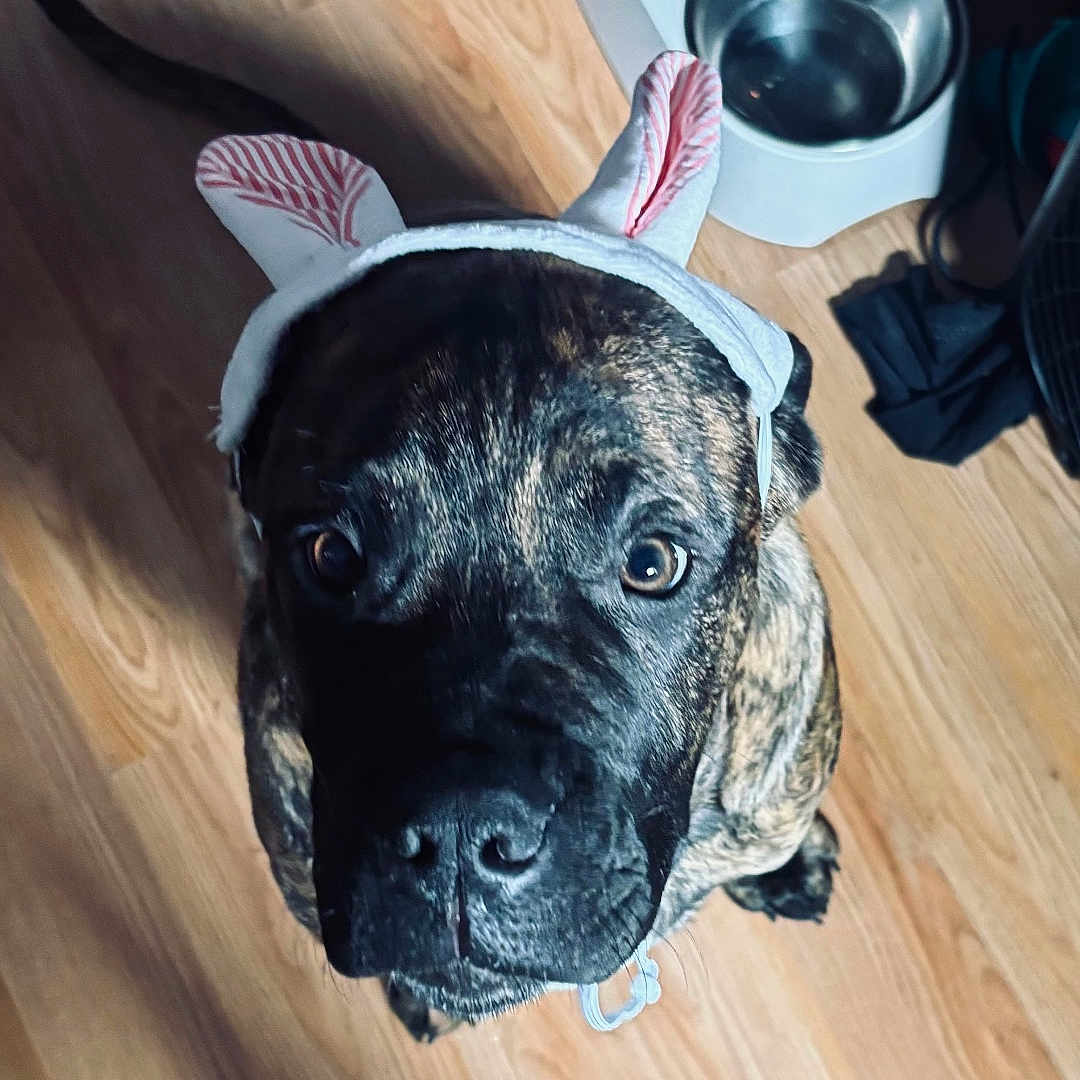 Bruno