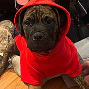 Bruno joined the competition — help win amazing prizes! puppy, dog, hoodie, red_clothing, heart_shapes, indoor, wooden_floor, pet, brindle_coat, cute, costume, animal, young_dog, sitting, eyes, ears, nose, face, cozy, background
