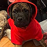 puppy, dog, hoodie, red_clothing, heart_shapes, indoor, wooden_floor, pet, brindle_coat, cute, costume, animal, young_dog, sitting, eyes, ears, nose, face, cozy, background