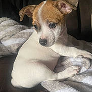 Poppy is registered to the contest to win money with this photo: puppy, dog, blanket, cozy, cute, fur, pet, indoor, small, white, brown, ears, paw, resting, animal, companion, young, adorable, snuggle, comfort