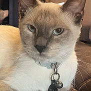 Zora is registered to the contest to win money with this photo: cat, siamese_cat, pet, animal, close_up, fur, collar, tag, bell, indoor, relaxed, whiskers, ears, face, muzzle, domestic_animal, cute, resting, feline, portrait