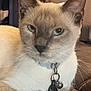 cat, siamese_cat, pet, animal, close_up, fur, collar, tag, bell, indoor, relaxed, whiskers, ears, face, muzzle, domestic_animal, cute, resting, feline, portrait
