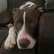 Harley joined the competition — help win amazing prizes! dog, brown, white, close_up, resting, couch, indoor, pet, paw, face, animal, canine, fur, relaxed, home, portrait, looking, snout, ears, soft_lighting
