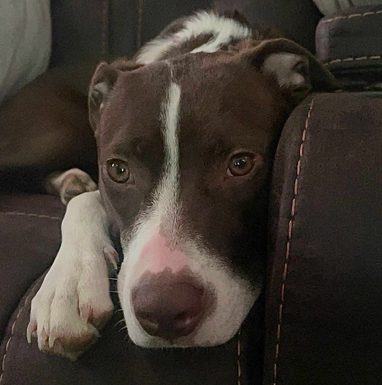 Harley