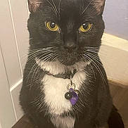 Nova joined the competition — help win amazing prizes! cat, tuxedo_cat, indoor, yellow_eyes, collar, pet_tag, whiskers, black_and_white, floor, wooden_floor, sitting, feline, animal, domestic_cat, ears, face, fur, paw, close_up, house