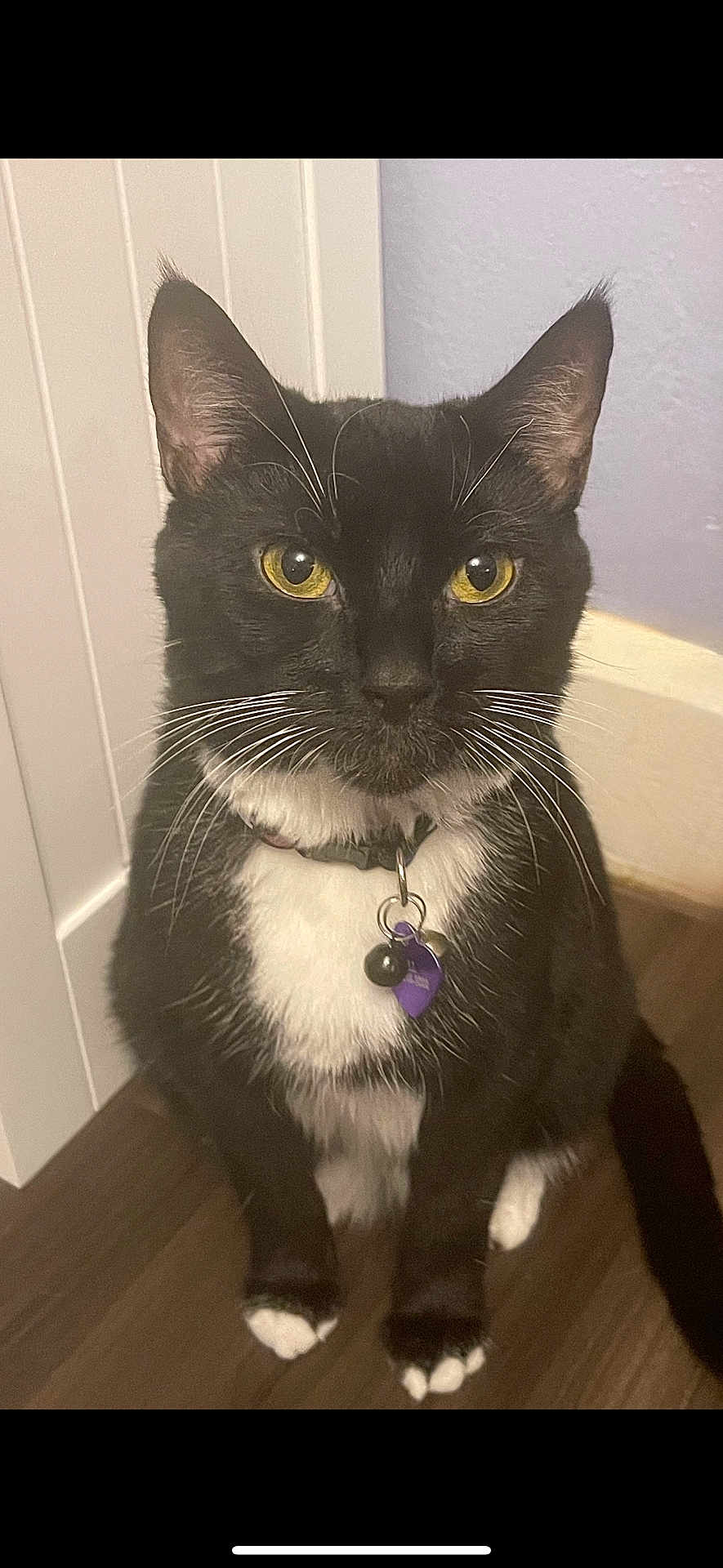 Nova