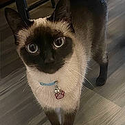 Mia joined the competition — help win amazing prizes! cat, siamese, blue_eyes, collar, pet_tag, indoor, wooden_floor, curious, feline, animal, whiskers, ears, fur, pet, looking_up, domestic_cat, cute, companion, four_legs, standing