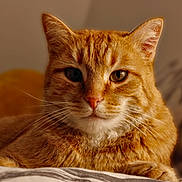 Constant a rejoint le concours — aidez-le/la à gagner de superbes lots ! cat, orange_tabby, pet, feline, close_up, whiskers, fur, animal, domestic_cat, relaxed, lying_down, indoor, bed, soft_light, portrait, cute, mammal, face, ears, nose