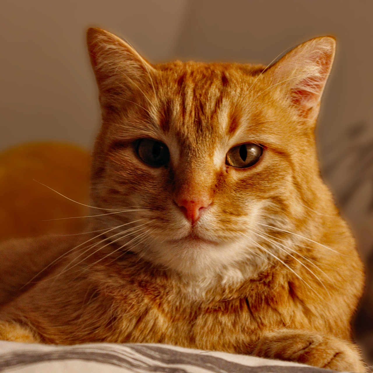 Constant a rejoint le concours — aidez-le/la à gagner de superbes lots ! animal, bed, cat, close_up, cute, domestic_cat, ears, face, feline, fur, indoor, lying_down, mammal, nose, orange_tabby, pet, portrait, relaxed, soft_light, whiskers