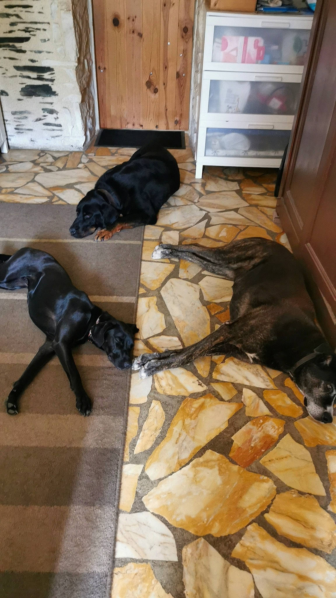 Roxanne participe au concours pour gagner de l'argent avec cette photo : brown, carnivore, comfort, companion_dog, dog, dog_breed, fawn, floor, flooring, fur, hardwood, laminate_flooring, liver, room, sporting_group, tail, tile, wood, wood_flooring, working_animal