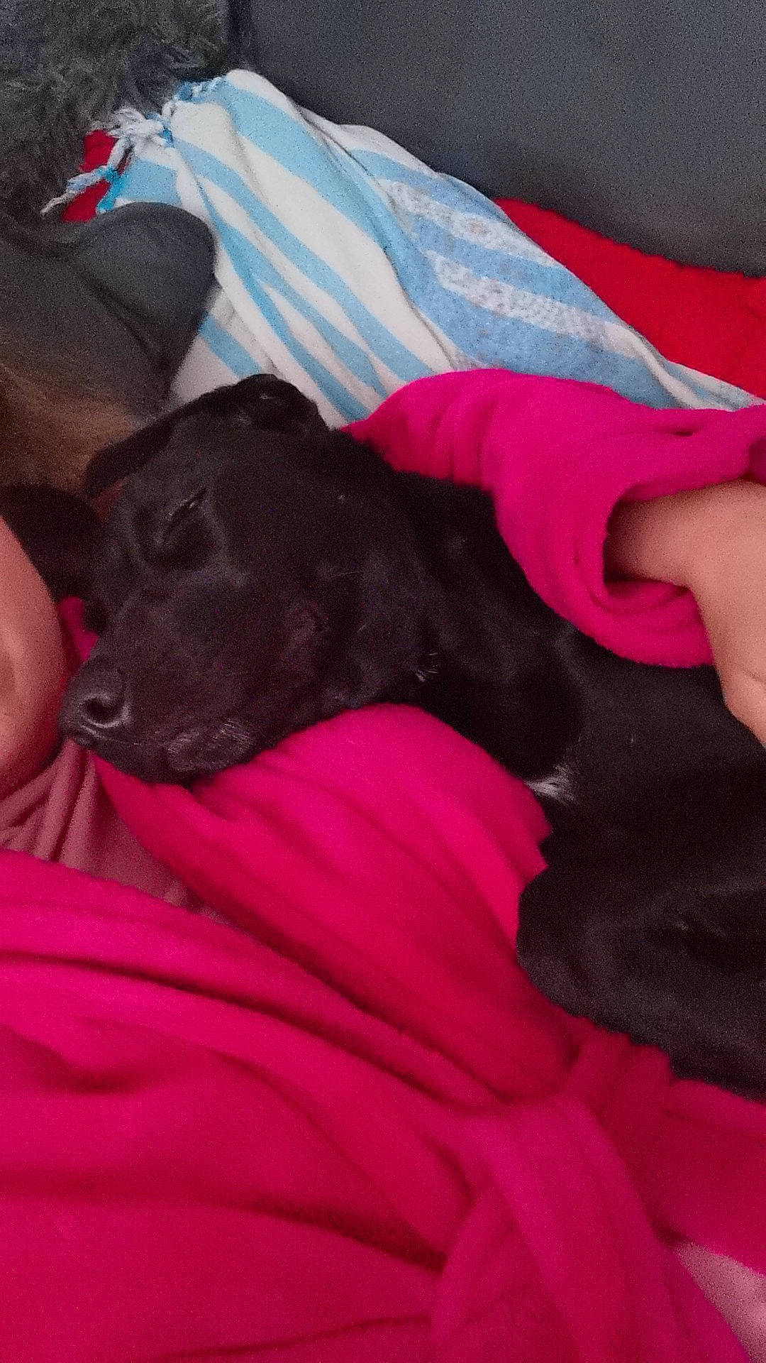 Roxanne participe au concours pour gagner de l'argent avec cette photo : bed, canidae, carmine, carnivore, comfort, companion_dog, dog, dog_breed, dog_supply, fur, guard_dog, linens, liver, magenta, nap, pink, purple, sleep, sporting_group, working_animal