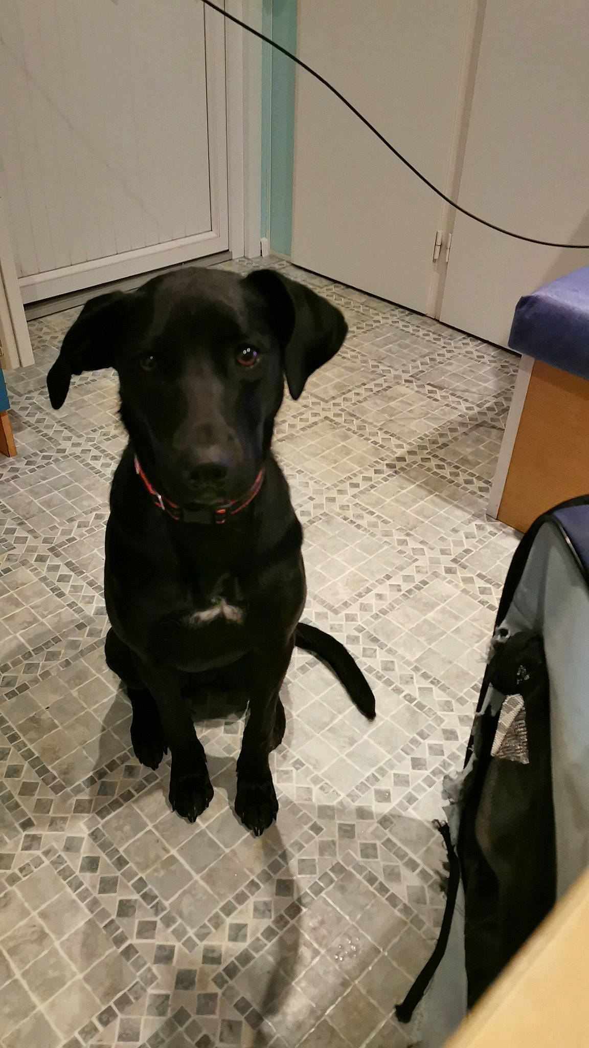 Roxanne participe au concours pour gagner de l'argent avec cette photo : borador, carnivore, chair, collar, companion_dog, dog, dog_breed, dog_collar, fawn, floor, flooring, fur, gun_dog, liver, luggage_and_bags, retriever, snout, sporting_group, whiskers, working_animal