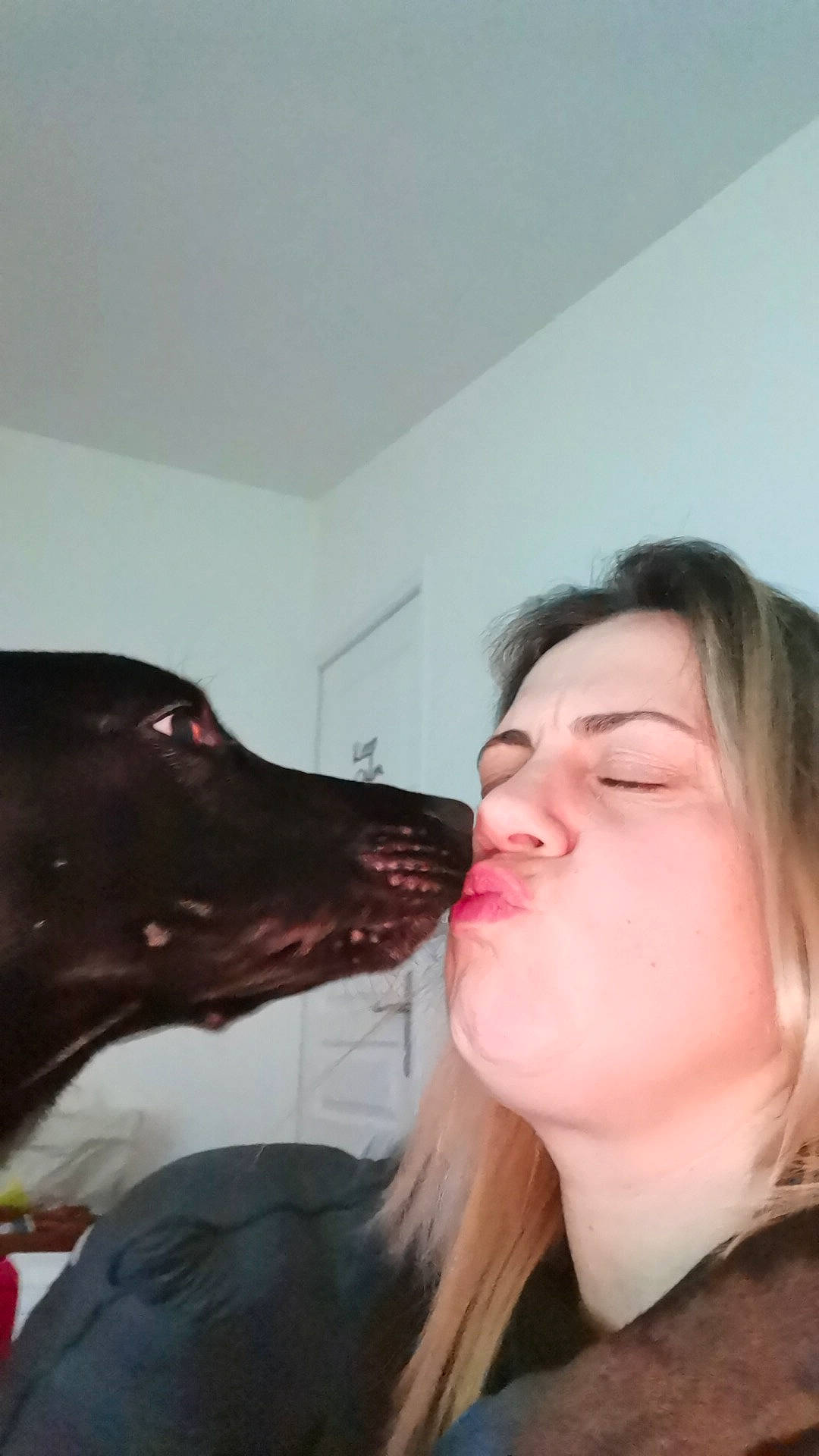 Roxanne participe au concours pour gagner de l'argent avec cette photo : brown_hair, carnivore, companion_dog, dog, dog_breed, ear, eyelash, fun, fur, gesture, happy, jaw, liver, mouth, neck, snout, sporting_group, throat, whiskers, working_animal