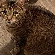 Tiger joined the competition — help win amazing prizes! cat, tabby, pet, animal, feline, close_up, fur, whiskers, floor, wooden_floor, indoor, looking_up, curious, paw, brown, striped, domestic_animal, companion, cute, eyes