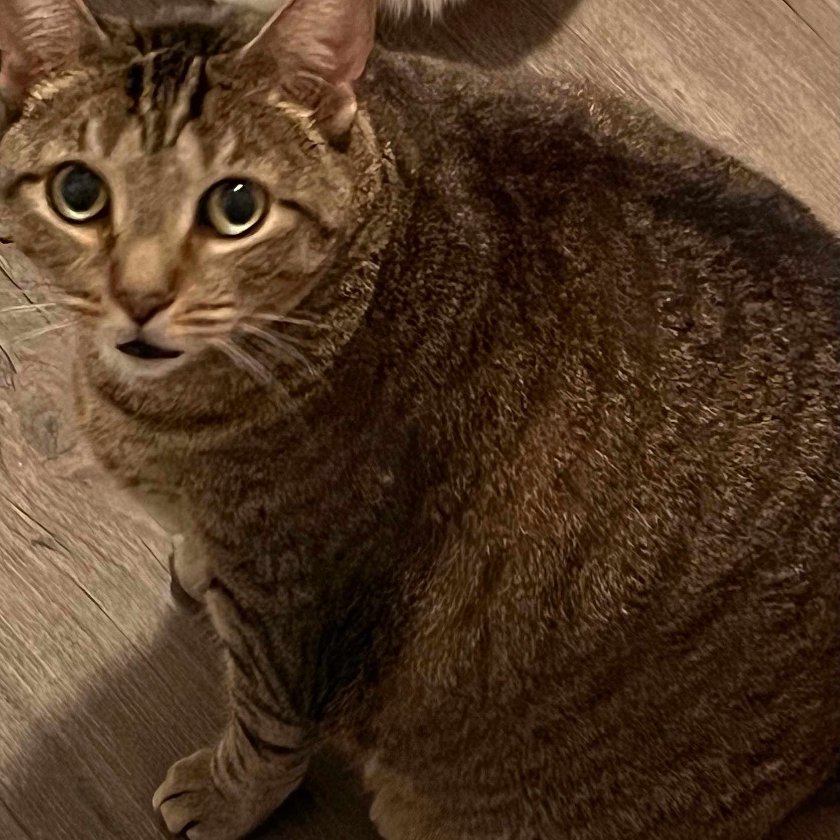 Tiger joined the competition — help win amazing prizes! cat, tabby, pet, animal, feline, close_up, fur, whiskers, floor, wooden_floor, indoor, looking_up, curious, paw, brown, striped, domestic_animal, companion, cute, eyes