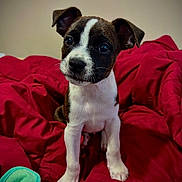 Zoro Johnson joined the competition — help win amazing prizes! puppy, dog, pet, animal, cute, black_and_white, fur, ears, eyes, blanket, red, indoor, young, mammal, sitting, portrait, whiskers, nose, front_legs, curious
